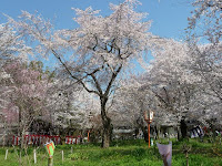 子供らが書いた画と青空に舞う桜