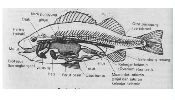 Ringkasan Materi Biologi Vertebrata Pisces Pintar Biologi