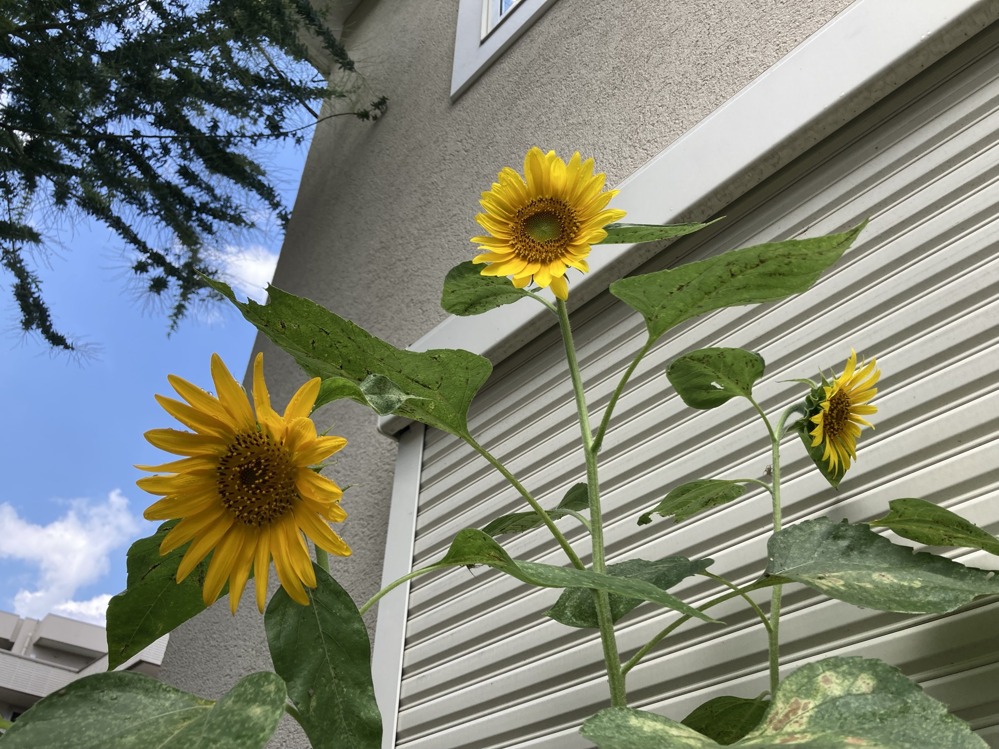 ヒマワリ成長日記 庭のヒマワリが咲きました 種まき 発芽 成長 開花まで モニオの部屋