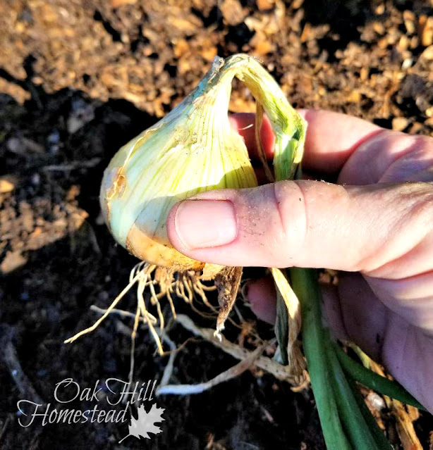 A harvested onion with roots and top