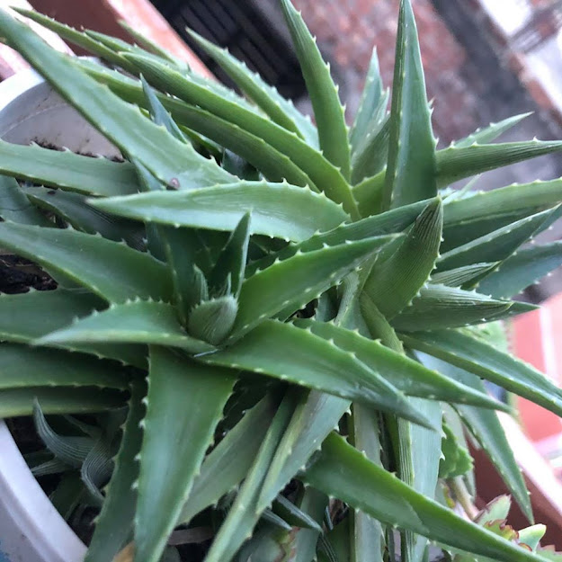 Star Cactus Price start at Tk50.00