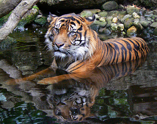 Tiger Pictures