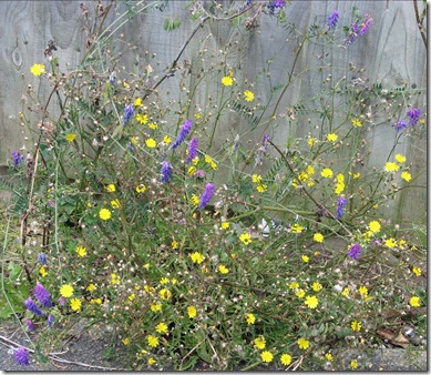 20090715 Crepis cappillaris & Vicia cracca