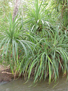 Pandanus candelabrum diamond indicator