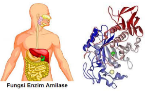 Bagaimana terjadinya reaksi hidrolisis amilum dengan enzim amilase