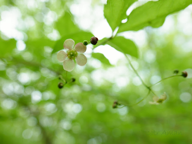 Euonymus oxyphyllus