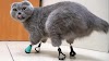 Cat with 4 frostbitten paws gets new feet made of titanium