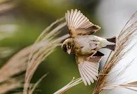 Southern Red Bishop Female in Flight - Copyright Vernon Chalmers