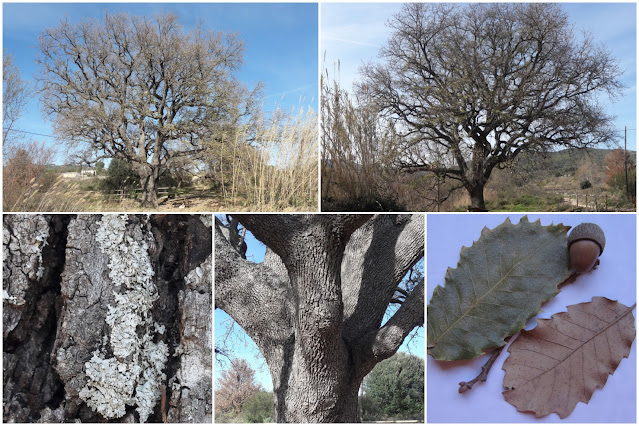 ARBRES SINGULARS, ARBRES REMARCABLES DEL PLA DE MANLLEU (ALT CAMP) I AIGUAVIVA (BAIX PENEDÈS), Roure de la Palanca al Pla de Manlleu