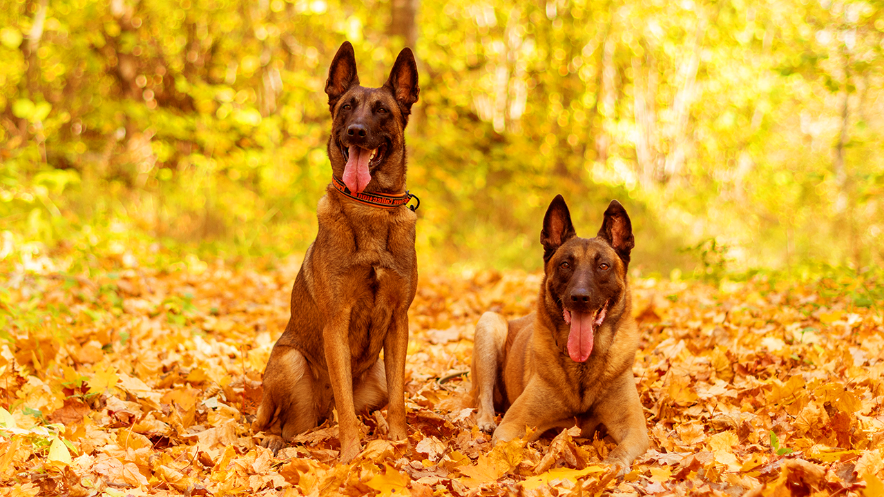 berger malinois