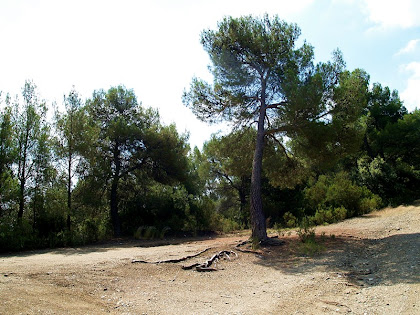 La pista ben assolellada passat el Collet de Miralles