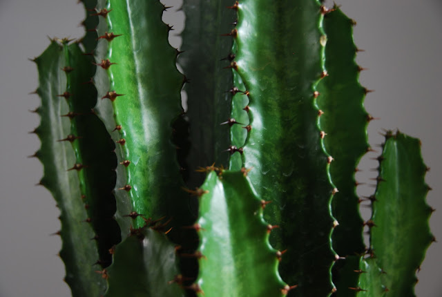 Cactus-Mexico-shadows-detail