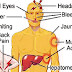 Yellow fever | Symptoms | Treatment | Vaccination