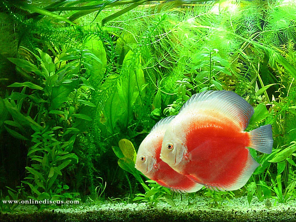 WPer Wallpaper Beautiful Fish Wallpaper HD Desktop Background