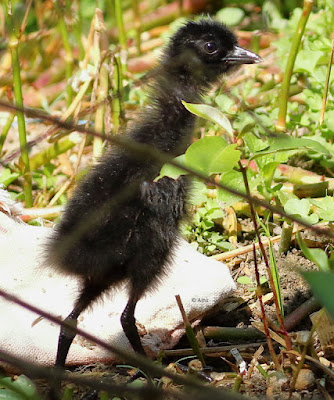 White-breasted Waterhen chick