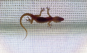 Lizard (Gecko)
