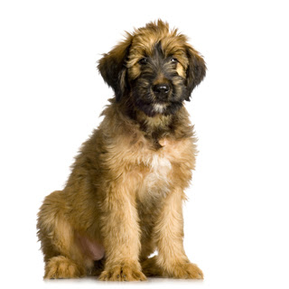 Briard Puppy Picture