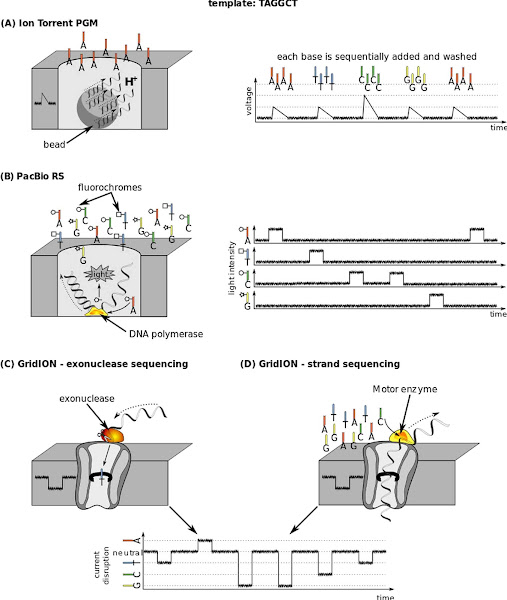Imagen 153A | Secuenciación de la plantilla TAGGCT con IonTorrent, PacBioRS y GridION | Philippe Hupé / CC BY-SA (https://creativecommons.org/licenses/by-sa/3.0/legalcode) | Page URL : (https://commons.wikimedia.org/wiki/File:From_second_to_fourth-generation_sequencing,_illustration_on_TAGGCT_template.svg) de Wikimedia Commons