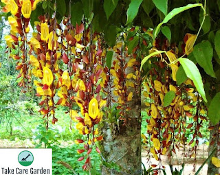 Thunbergia mysorensis: A Beautiful and Unusual Climbing Plant