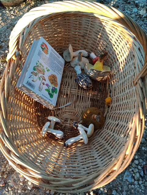 Basket of mushrooms and a field guide, Indre et Loire, France. Photo by Loire Valley Time Travel.