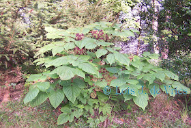 Lois de Vries' Garden Views: Native Plant for Fall Color