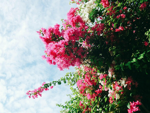 bougainvillea