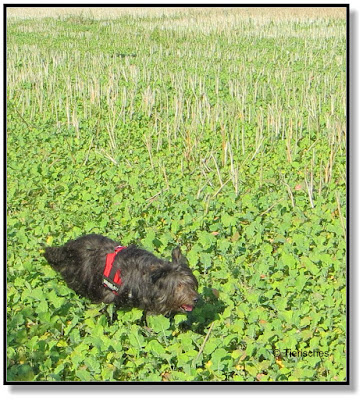 Hund rennt übers Feld