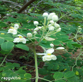 MORINGA (DRUMSTICK) FLOWER - முருங்கைப் பூ