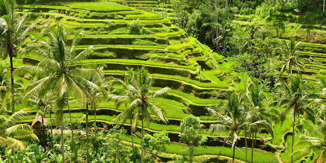 Sawah Terasering Tegalalang Ubud