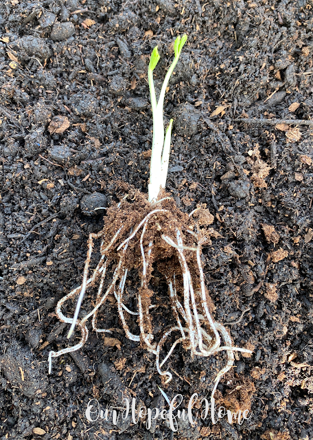 ranunculus sprout with roots on top of dirt