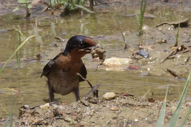 Pacific Swallow - Mouth full of mud!