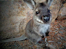 Funny animals of the week - 21 February 2014 (40 pics), baby wallaby picture