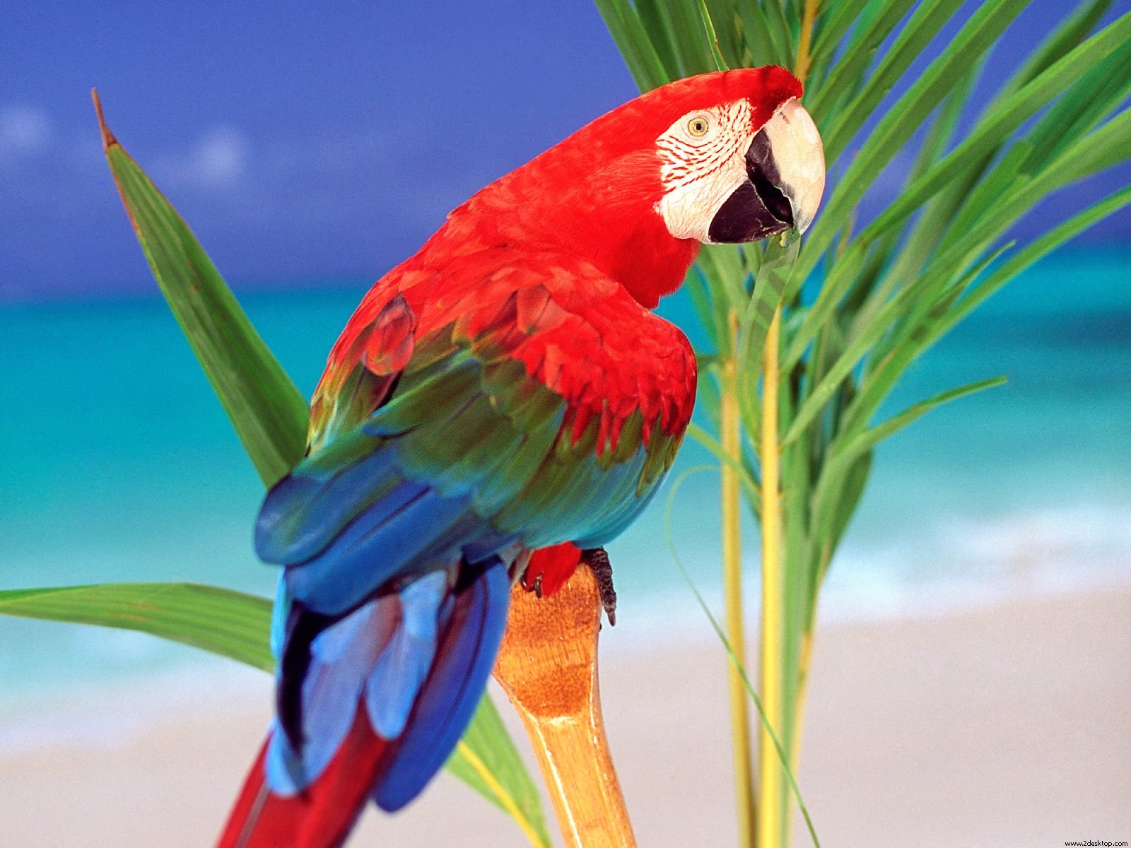 Parrots bird HD Wallpaper and video | Files Gallery