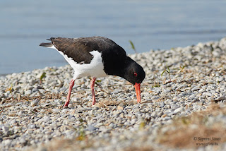 Csigaforgató, Haematopus ostralegus