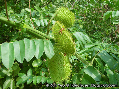 Fever Nut (Caesalpinia bonduc)