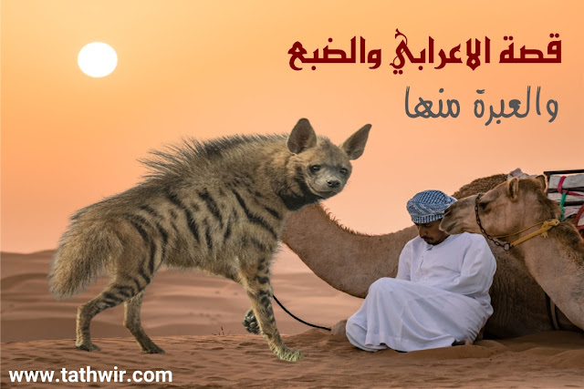 الأعرابي البدوي  والضبع في الصحراء