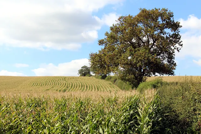 The Queens Arms, Corton Denham, Somerset - travel blogger - English countryside travel blog