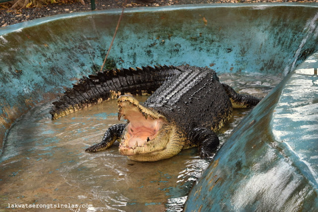 THERE’S MORE TO CROCODILES AT DAVAO CROCODILE PARK