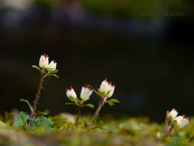 Chrysosplenium album