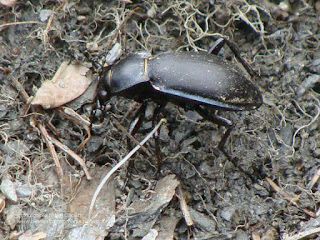 Carabus (Pachystus) glabratus male DSC82933