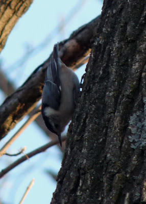 nuthatch