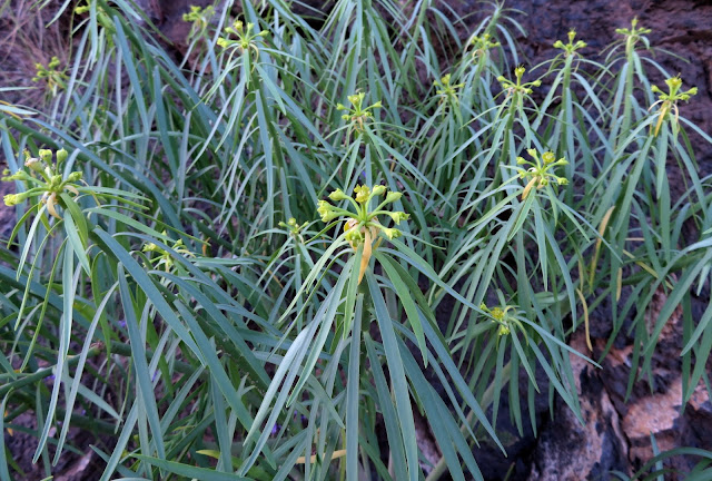 Euphorbia lamarckii var. lamarckii