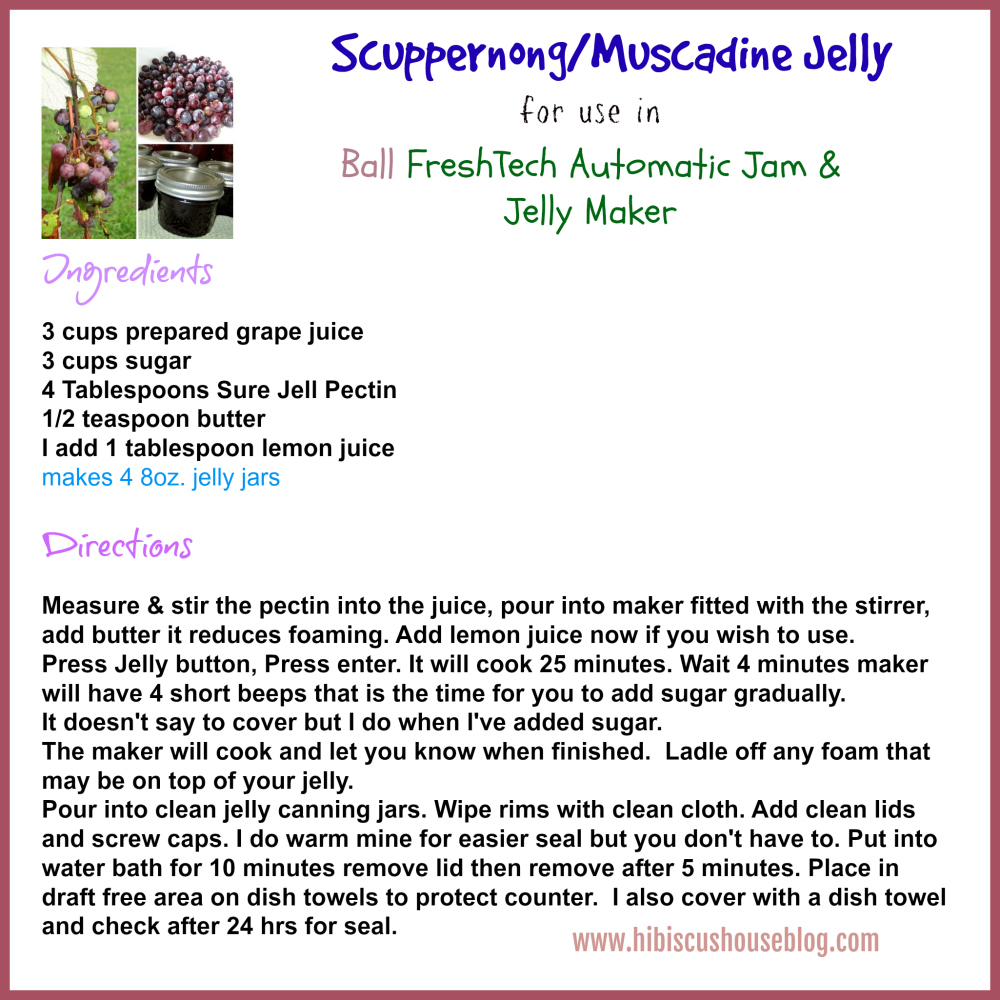 Homemade Scuppernong Muscadine G Jelly