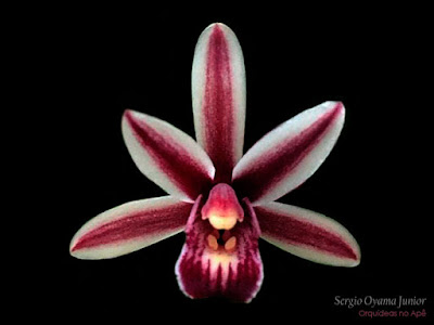 Orquídea Cymbidium aloifolium