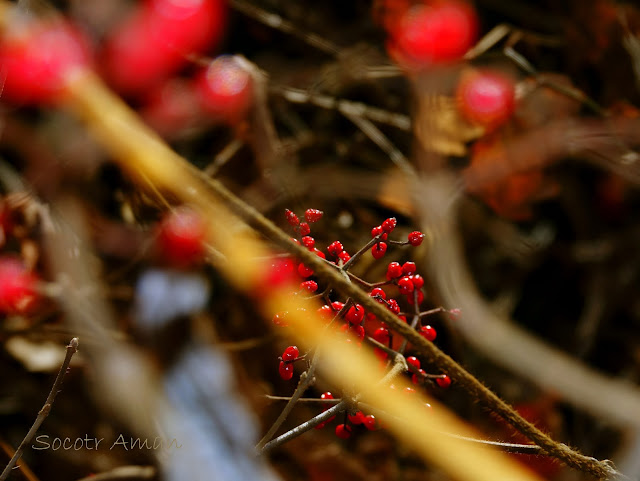 Viburnum dilatatum