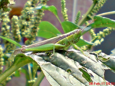 Oxya chinensis1