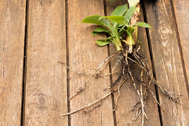 gambar akar pisang