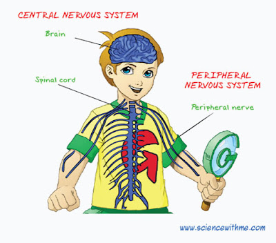 Facts about the Nervous System for Kids