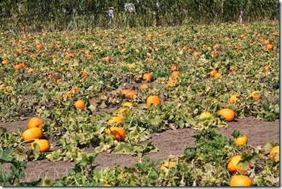 Dixon Silveyville Pumpkin Patch 2013-6054