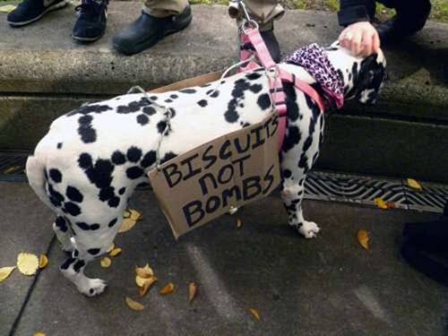 cute-pets-at-occupy-wall-street-22